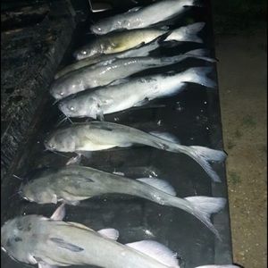 Meet your Posher, Lane